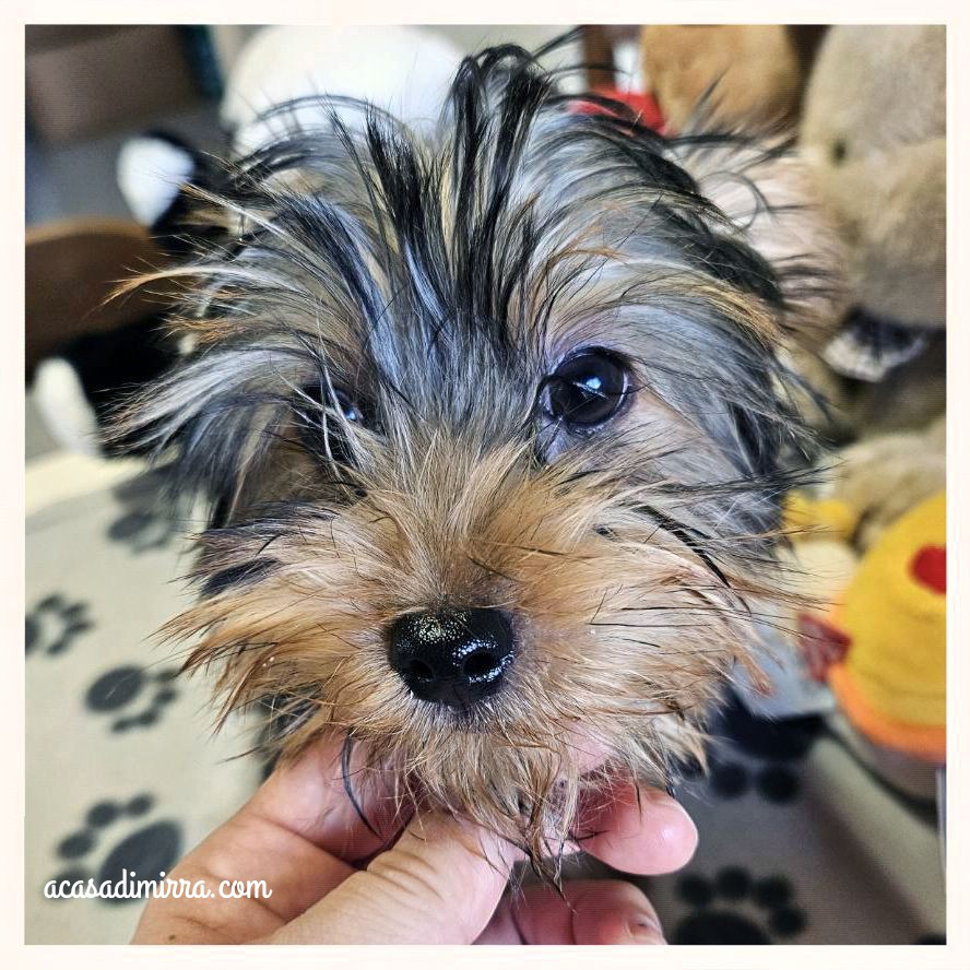 Cuccioli di Yorkshire Terrier