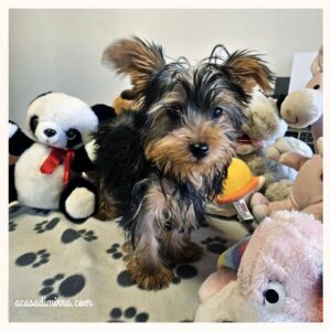 Cuccioli di Yorkshire Terrier