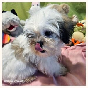 cucciolo di Shih Tzu