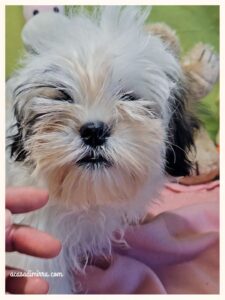 cucciolo di Shih Tzu