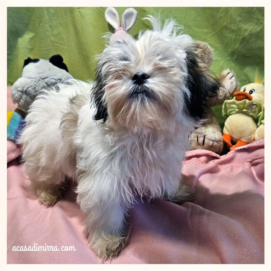 cucciolo di Shih Tzu