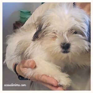 cucciolo di Shih Tzu