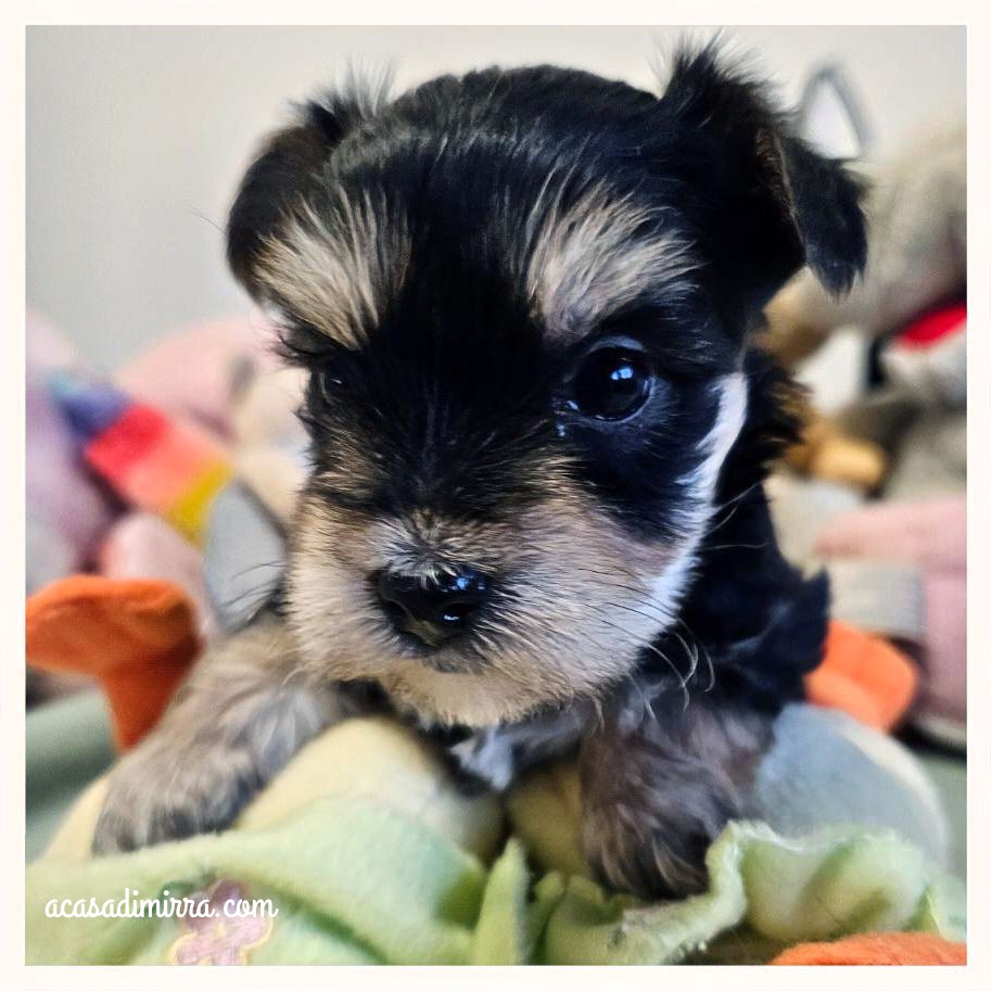 Cuccioli di Morkie 