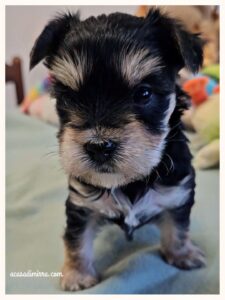 Cuccioli di Morkie 