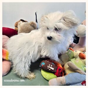 cuccioli di maltese