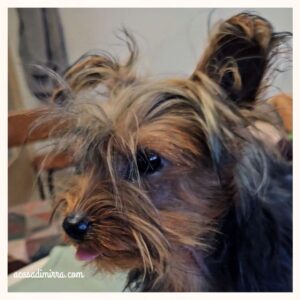 Cuccioli di Yorkshire Terrier