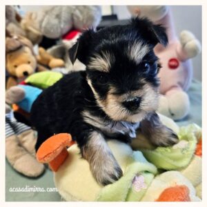 Cuccioli di Morkie 