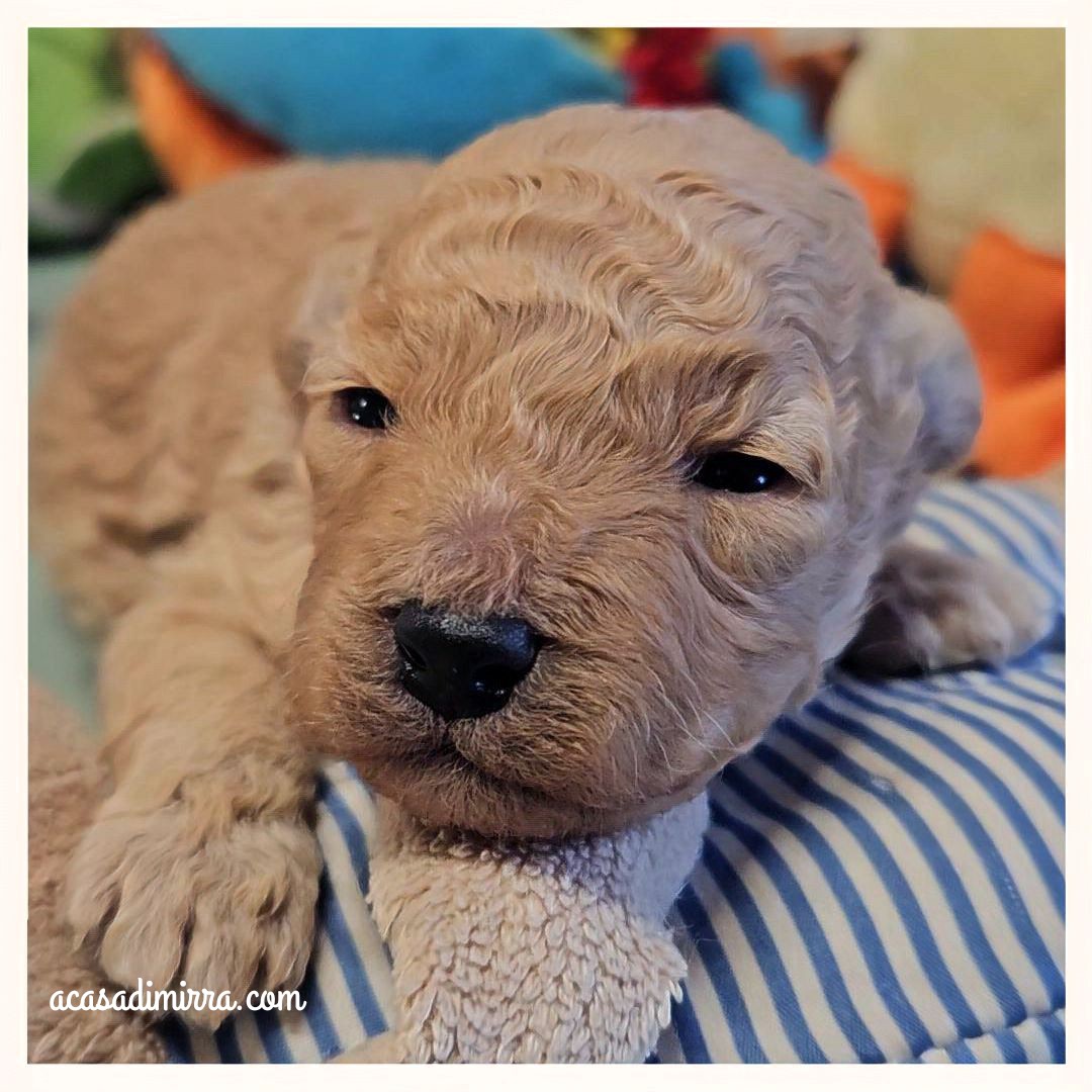 Cuccioli di Barboncino Toy 