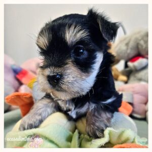 Cuccioli di Morkie 