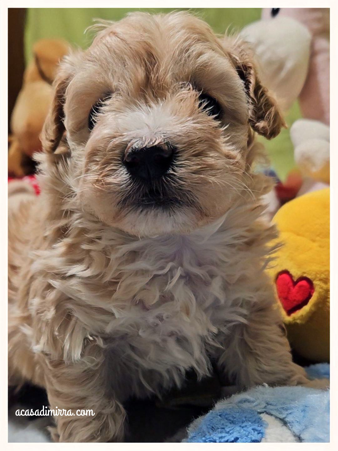 Cucciolo di Maltipoo