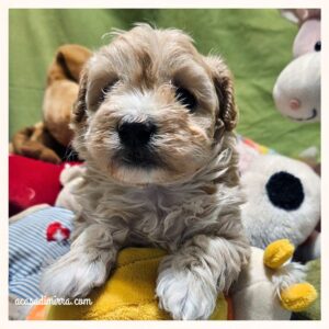 Cucciolo di Maltipoo