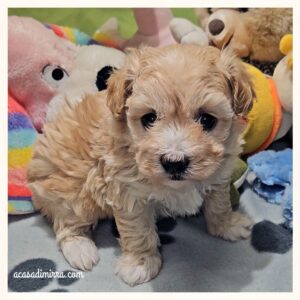 Cucciolo di Maltipoo