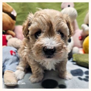 Cucciolo di Maltipoo